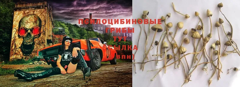 Псилоцибиновые грибы Psilocybe  Уяр 